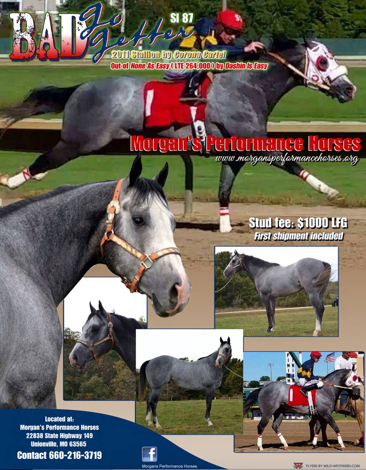 stallion flyers designed